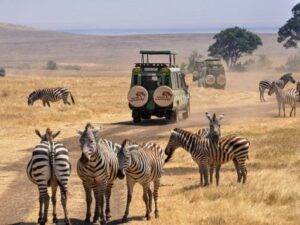 African Safari Adventure